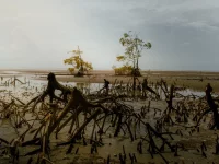 Akar napas mangrove mencuat dari lumpur saat air laut surut.