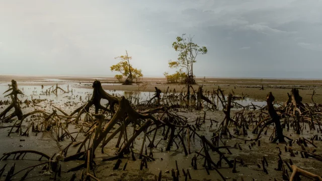 Akar napas mangrove mencuat dari lumpur saat air laut surut.