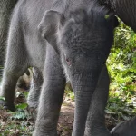 Gajah sumatra di Taman Nasional Tesso Nilo