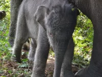 Gajah sumatra di Taman Nasional Tesso Nilo