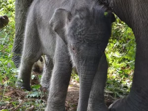 Gajah sumatra di Taman Nasional Tesso Nilo