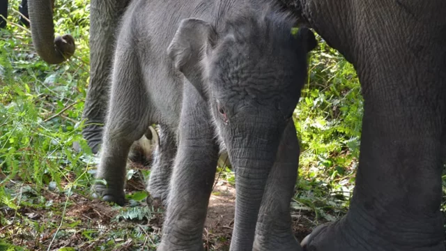 Gajah sumatra di Taman Nasional Tesso Nilo