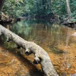 Batang pohon melintang di atas sungai jernih di hutan Kalimantan