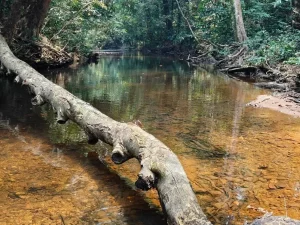 Batang pohon melintang di atas sungai jernih di hutan Kalimantan