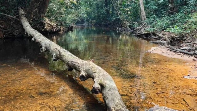 Batang pohon melintang di atas sungai jernih di hutan Kalimantan