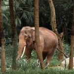 Seekor gajah berjalan di antara pepohonan kelapa sawit