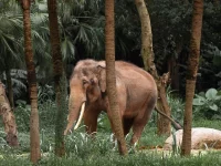 Seekor gajah berjalan di antara pepohonan kelapa sawit
