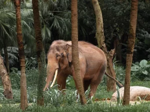 Seekor gajah berjalan di antara pepohonan kelapa sawit
