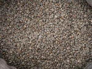 Ilustrasi biji kopi hijau atau green bean di dalam karung goni.