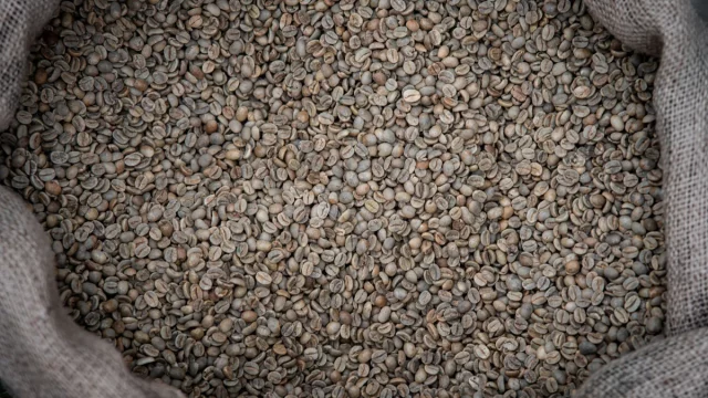 Ilustrasi biji kopi hijau atau green bean di dalam karung goni.