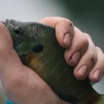 Seekor ikan ditangani tangan peneliti
