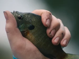Seekor ikan ditangani tangan peneliti