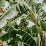 Pohon pisang dengan tandan buah dan daun lebar di kebun tropis