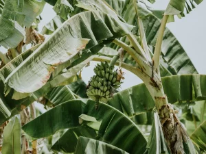 Pohon pisang dengan tandan buah dan daun lebar di kebun tropis