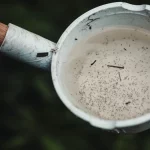 Jentik nyamuk di dalam wadah penampungan air.