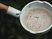 Jentik nyamuk di dalam wadah penampungan air.