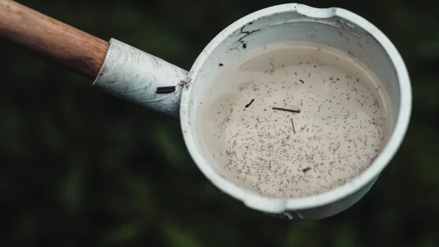 Jentik nyamuk di dalam wadah penampungan air.