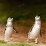 Penguin kecil berjalan di kawasan konservasi Phillip Island Australia