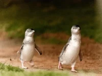 Penguin kecil berjalan di kawasan konservasi Phillip Island Australia