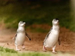 Penguin kecil berjalan di kawasan konservasi Phillip Island Australia