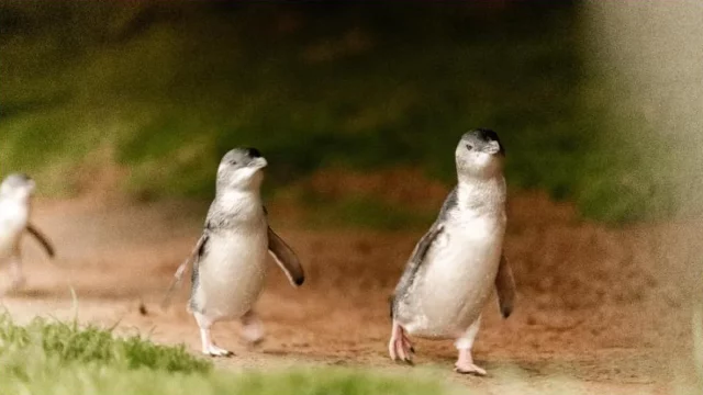 Penguin kecil berjalan di kawasan konservasi Phillip Island Australia