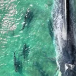 Paus biru kerdil yang mati terdampar di perairan dangkal Teluk Carpentaria Australia