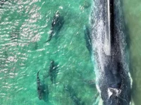 Paus biru kerdil yang mati terdampar di perairan dangkal Teluk Carpentaria Australia