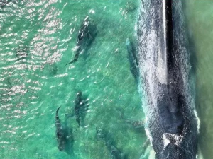 Paus biru kerdil yang mati terdampar di perairan dangkal Teluk Carpentaria Australia