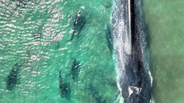 Paus biru kerdil yang mati terdampar di perairan dangkal Teluk Carpentaria Australia