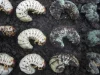 Deretan larva kumbang badak: yang sehat berwarna putih, yang mati tertutup cendawan.