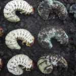 Deretan larva kumbang badak: yang sehat berwarna putih, yang mati tertutup cendawan.