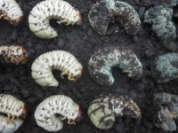 Deretan larva kumbang badak: yang sehat berwarna putih, yang mati tertutup cendawan.