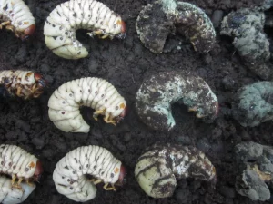 Deretan larva kumbang badak: yang sehat berwarna putih, yang mati tertutup cendawan.