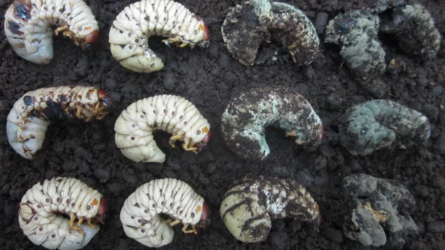 Deretan larva kumbang badak: yang sehat berwarna putih, yang mati tertutup cendawan.