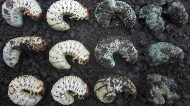 Deretan larva kumbang badak: yang sehat berwarna putih, yang mati tertutup cendawan.
