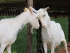 Kambing Perah dan Galo-Galo di Pekarangan Patalangan