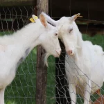 Kambing Perah dan Galo-Galo di Pekarangan Patalangan
