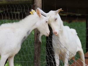Kambing Perah dan Galo-Galo di Pekarangan Patalangan