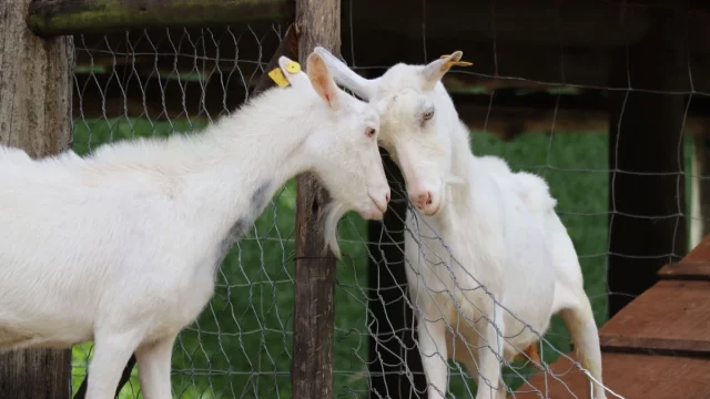Kambing Perah dan Galo-Galo di Pekarangan Patalangan