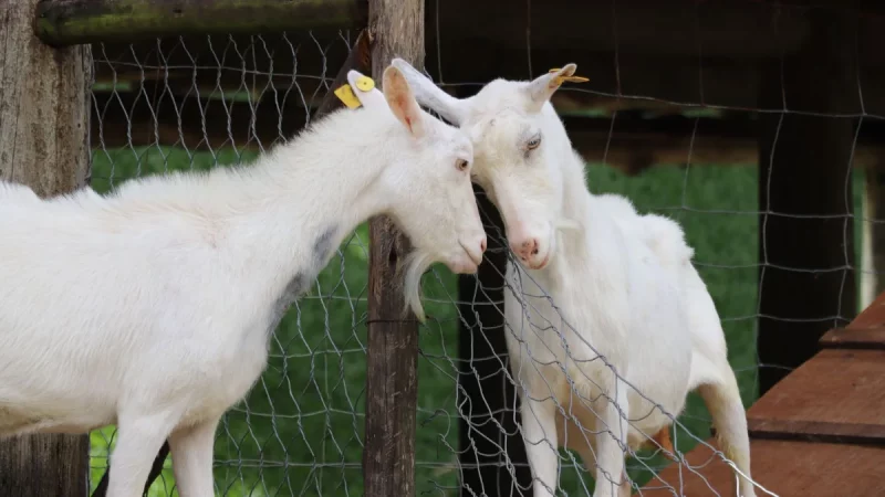 Kambing Perah dan Galo-Galo di Pekarangan Patalangan