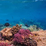 Terumbu karang berwarna-warni di dasar laut