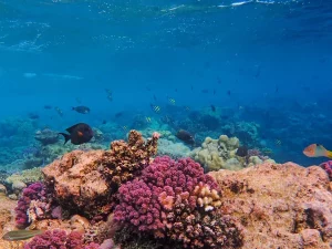 Terumbu karang berwarna-warni di dasar laut