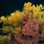 Karang laut dalam berwarna kuning terang yang ditemukan di gunung bawah laut Las Gemelas II, Kosta Rika