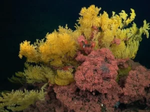 Karang laut dalam berwarna kuning terang yang ditemukan di gunung bawah laut Las Gemelas II, Kosta Rika