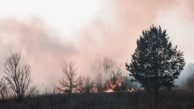 Api berkobar melalap vegetasi kering