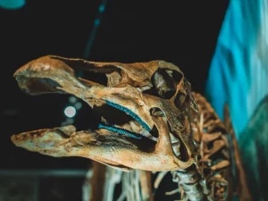 Kerangka dinosaurus dipajang di ruang pameran museum