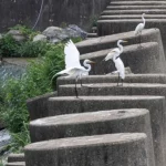 Sejumlah burung kuntul bertengger di atas balok beton penghalang tank berbentuk gigi naga di kawasan perbatasan