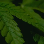 Daun ganja hijau difoto dari jarak dekat