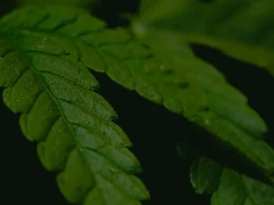 Daun ganja hijau difoto dari jarak dekat