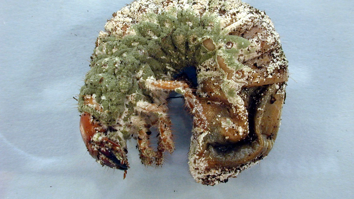 Seekor larva kumbang mati tertutup lapisan spora cendawan berwarna hijau.